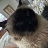lilybroderson